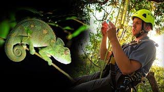 Mysterious Ants in Madagascar | The Ant Explorer