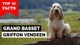 Grand Basset Griffon Vendeen - Top 10 Facts