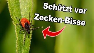 Garten ohne Zecken: Welche 3. Pflanzen Zecken aus deinem Garten sofort vertreiben!