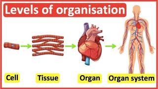 Cells, Tissues, Organs, Organ systems | Level of organisation in organisms | Easy science video