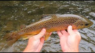 Fly Fishing PENNS CREEK, "Autumn Risers in the Riffs"