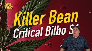 Unser Strain der Woche: Killer Bean 🩸