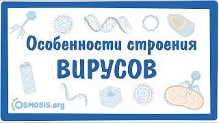 Особенности строения ВИРУСОВ