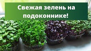 ОГОРОД НА ПОДОКОННИКЕ: от зелени до помидорок | Посадка зелени дома