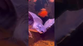 Fly River turtle!