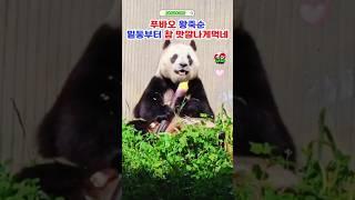 푸바오 죽순먹을때 젤 해피한표정 #푸바오실시간 #푸바오근황 #판다월드 #에버랜드 #아이바오 #러바오 #루이바오 #후이바오 #강바오 #송바오