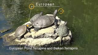 Terrapins (turtles) at Butrint World Heritage Site, Albania