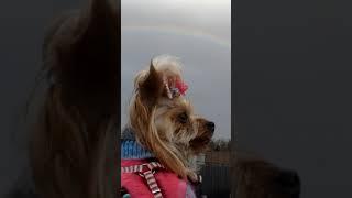 ヨーキーらんと虹/Yorkie and the Rainbow