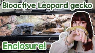 Bioactive leopard gecko enclosure! DIY grout background