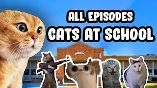 FIRST DAY AT SCHOOL CAT MEME COMPILATION...