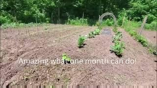 One Month of Amazing Growth