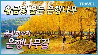 국내 3대 은행나무 인생샷 황금빛 가을 품은 괴산 문광저수지 은행나무길 절정 #문광저수지 #문광저수지단풍나무길 #충북가볼만한곳 지금이 절정입니다.