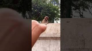 Smart monkey baby #cute #funny #panda #animals #pets #funnybear #experimentalphonk