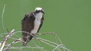 Incredible Osprey Hunting 4K