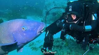 Diving Jervis Bay