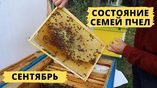 Status of bee colonies at the end of September