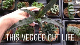 VEGGED OUT LIFE - New Plant - Feeding Venus Flytrap - Vegan Deliciousness - Kitchen Declutter - 2018