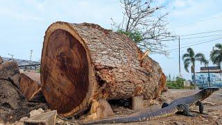 Black and expensive ‼ Rare black monster trembesi wood sawmill from Blackwood Forest