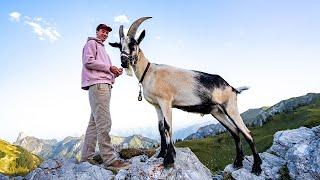 Hiking with goats in the Swiss Mountains