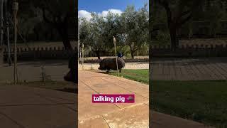 Talking Black Pig  | #blackpig #talkinganimals #pets #piggy #cute #shorts