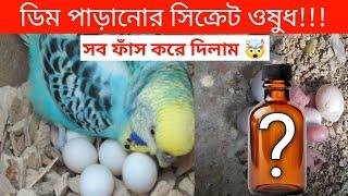 বাজরিগার পাখির ডিম পাড়ার ওষুধ | বাজরিগার পাখি পালন পদ্ধতি | Grow Life | Pakhi Palon