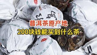 200块钱，在普洱茶原产地能买到什么茶？这性价比真的让人很心动