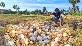 BEST unique amazing! pick a lot of eggs under tree by best hand