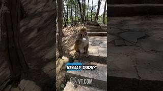 Monkey Loses It After Tourists Spice Up His Ice Cream. 