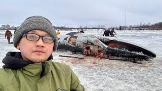 A WHALE WASHED UP INTO THE CITY OF ANCHORAGE, ALASKA