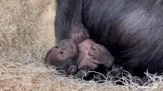 Western Lowland Gorilla Infant