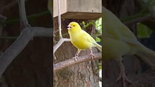 Bird Sounds | Bird Song | Canary Singing