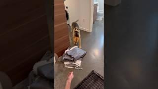 Rescue puppy gets his bedroom taken away