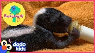 Baby Skunks Act Just Like Little Puppies | Animal Videos for Kids | Dodo Kids