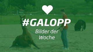 Die Bilder der Woche #galopp KW41