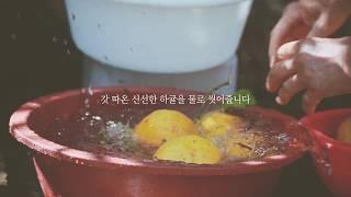 [SIORIS]시오리스 제철 원료 스토리, 제주 유기농 하귤 농장편