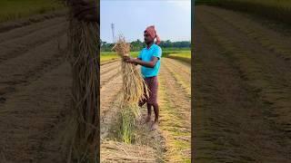 Farmer Binds Harvested Paddy at Dawn  Traditional Method #shorts