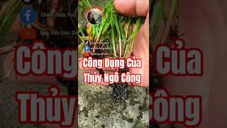 Bạn đã biết công dụng của Thủy Ngô Công chưa?