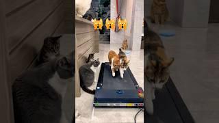 Cats on Treadmill | Cute Baby Animals Videos #catlover #babyvines #animation #funny #memes