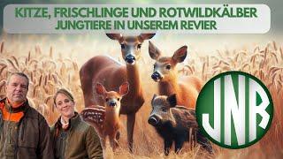 Kitze, Frischlinge und Rotwildkälber. Jungtiere in unserem Revier!