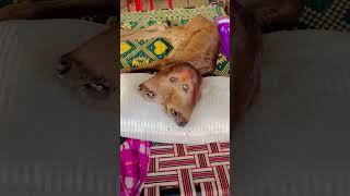 Gau mata  #gaumata #gaumatakijai