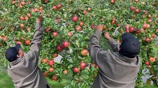 NAPAKARAMI AT NAPAKAPULA NA NG MGA MANSANAS!!! LIBRENG PITAS! FREE PICKING AND HARVESTING APPLES.