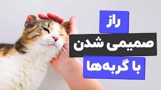 ده تا کاری که باعث میشن با گربه ات صمیمی بشی