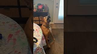 Video of adoptable pet named Zapster