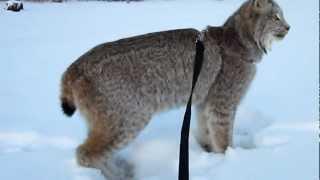 Max Canada Lynx NY Eve Walk.MOV