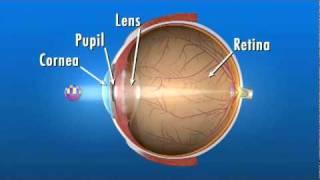 How the Eye Works