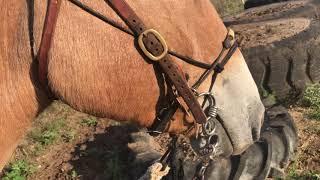 Discussion on the correlation between a properly fitted rope halter and the Myler Combination bit.