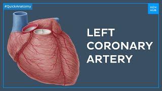 Left coronary artery and its branches - Quick Anatomy | Kenhub