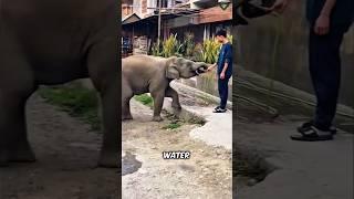 This Little Elephant Just Wanted Water—What He Did Melted Hearts!