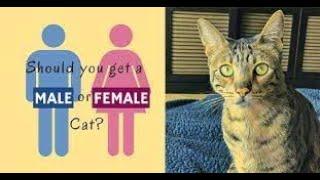 Is it Better to Adopt a MALE or FEMALE CAT?  DIFFERENCES