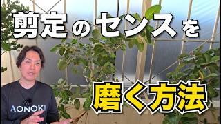 誰でも出来る、ゴムの木の剪定のセンスを磨く方法